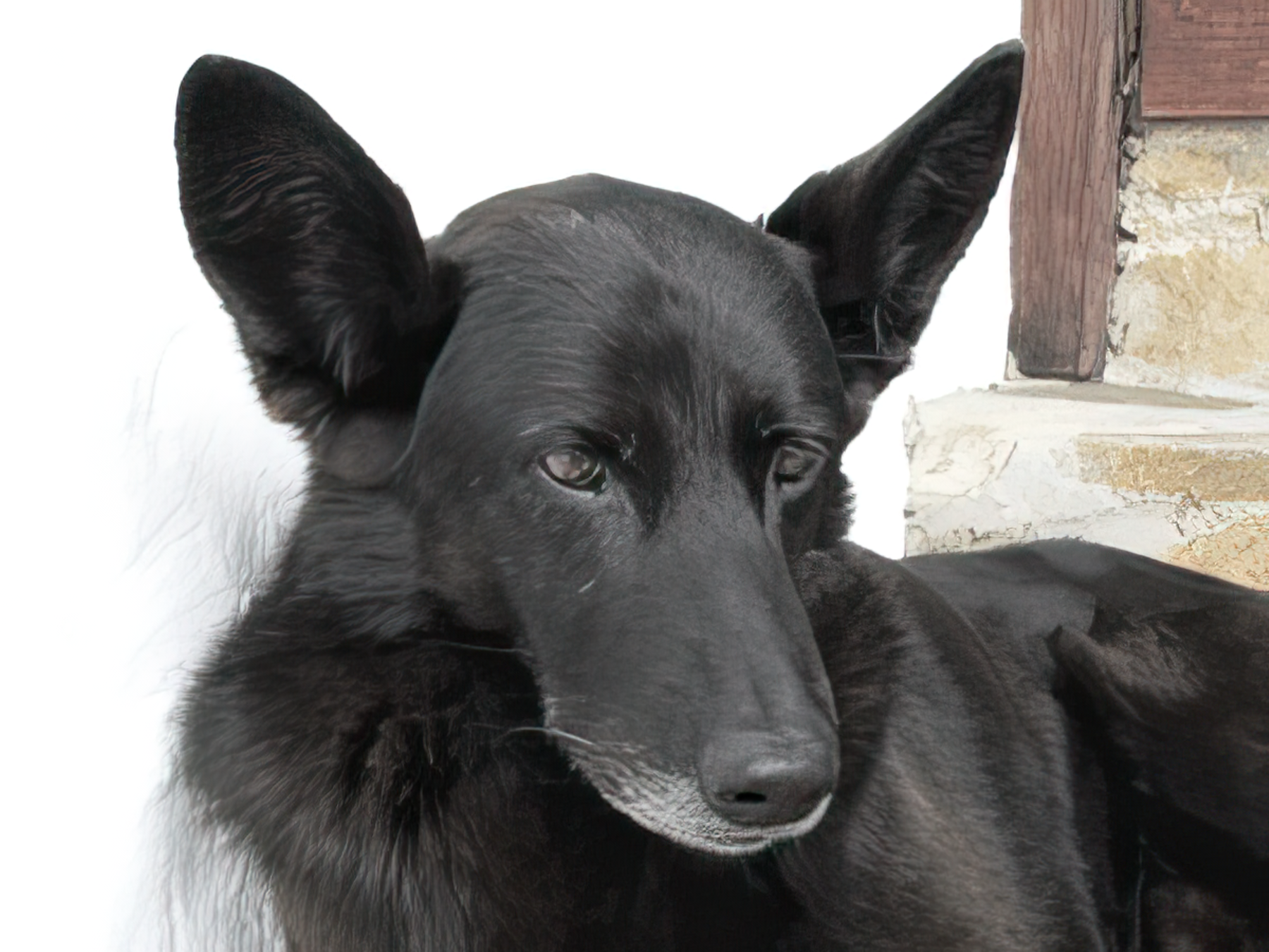 A black dog with large ears