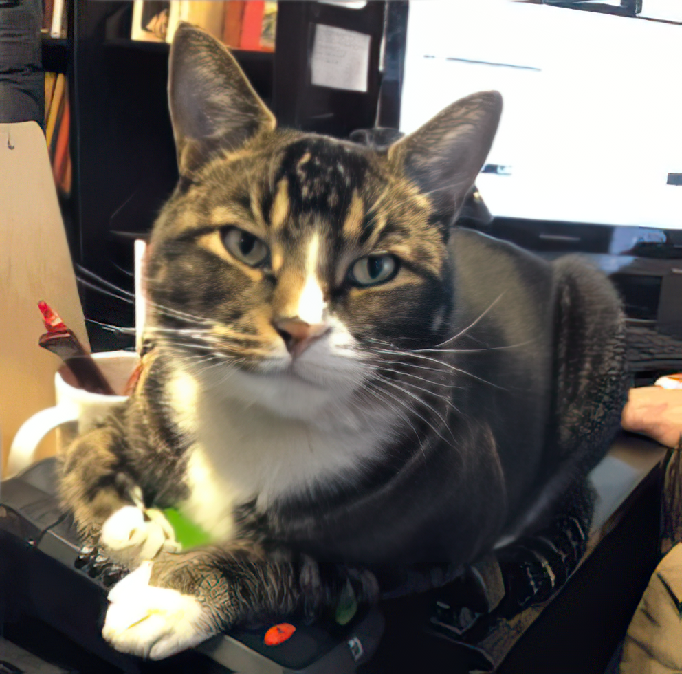 A cat lying on a keyboard