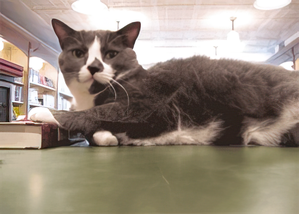 A cat lying on a table