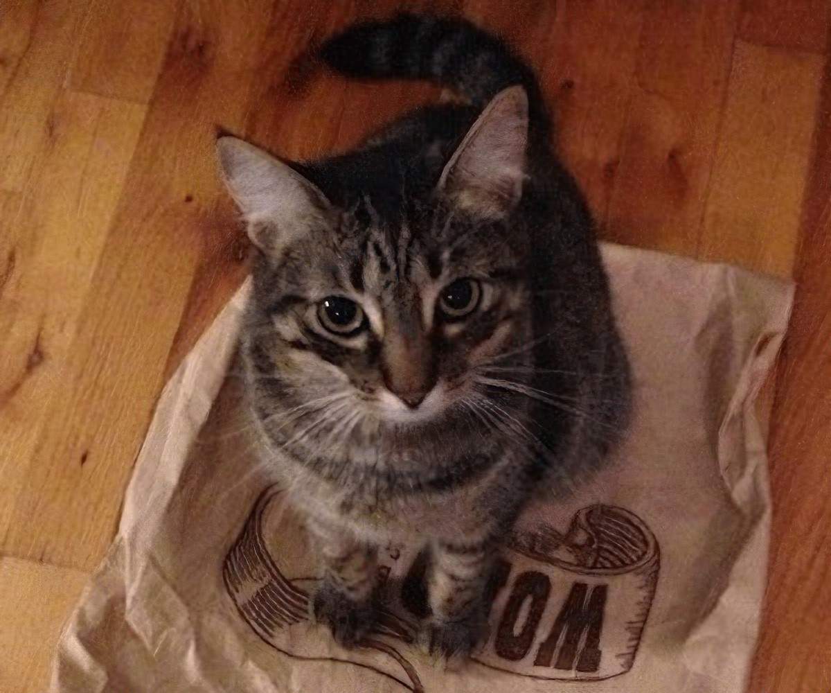 A cat sitting on a bag