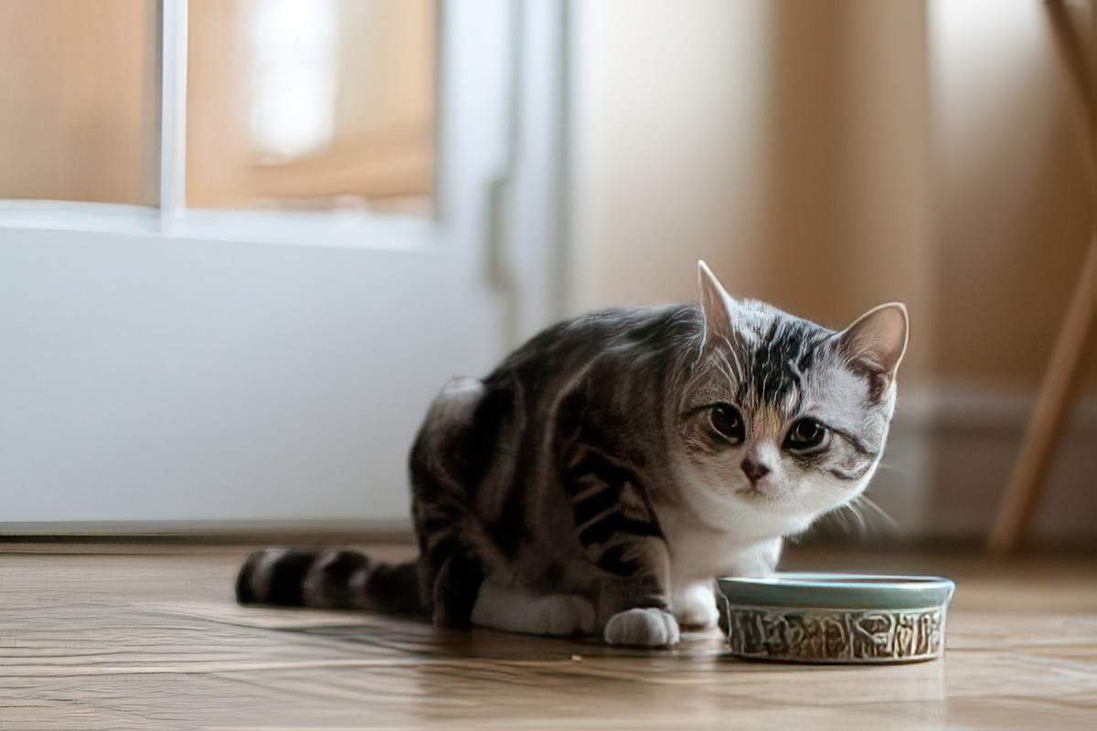 A cat sitting on the floor next to a bowl