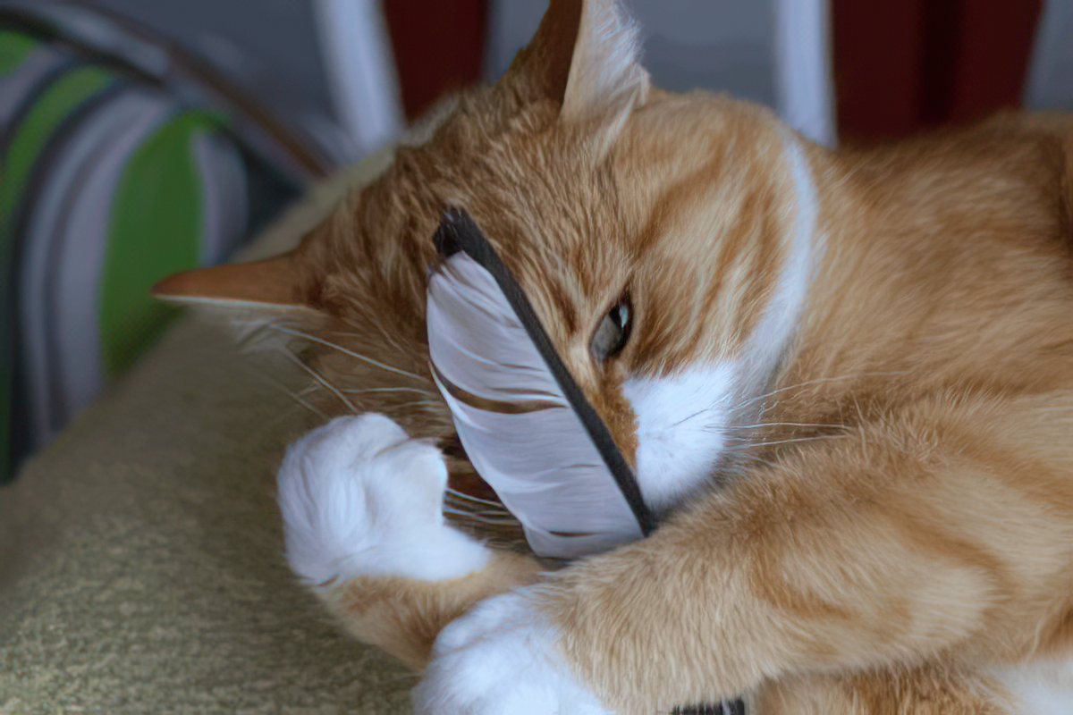 A cat with a feather on its head