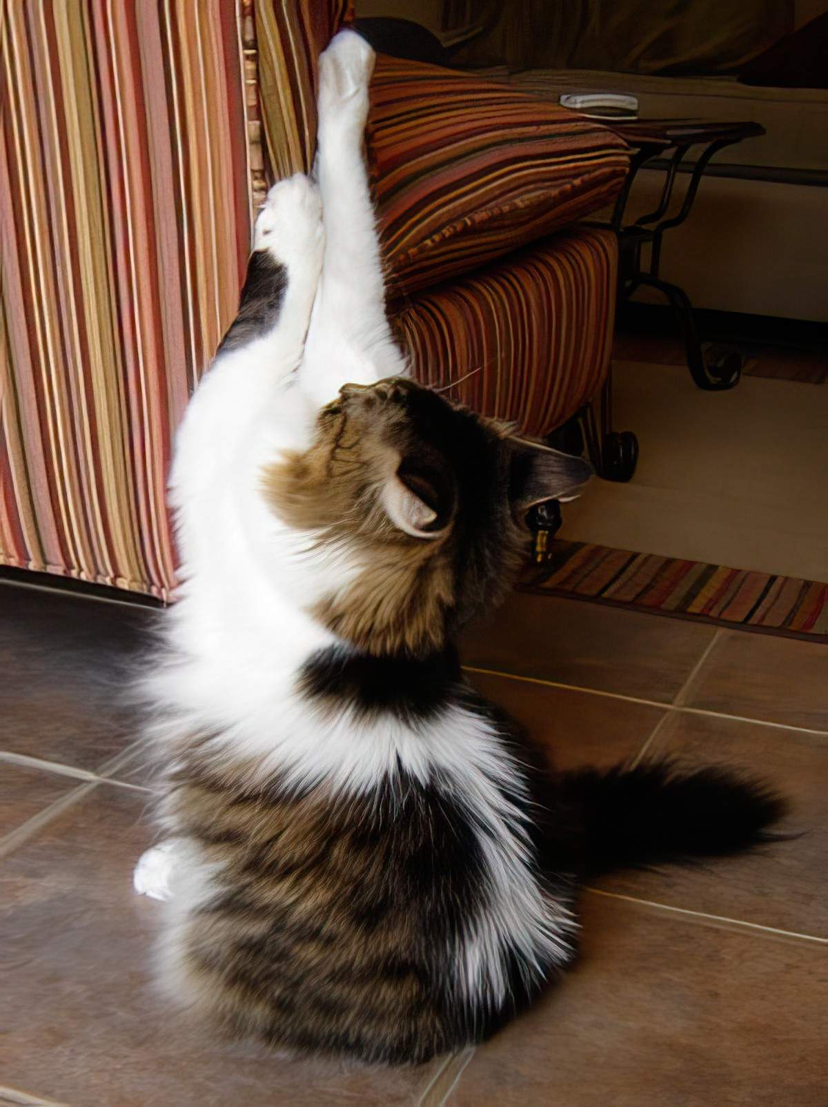 A cat with its back paws on a couch