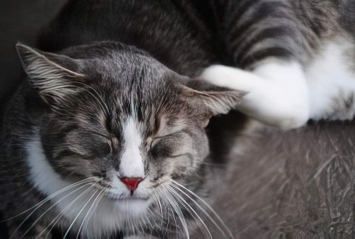 A cat with its eyes closed scratching its ear