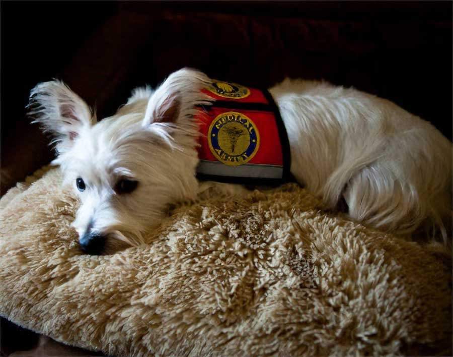 A dog lying on a dog bed