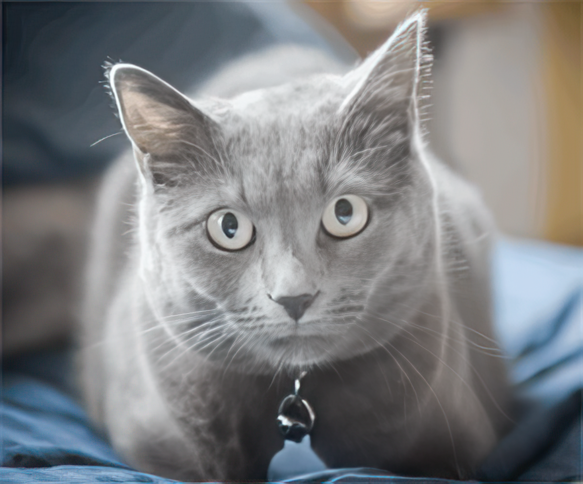 A gray cat lying on a blanket