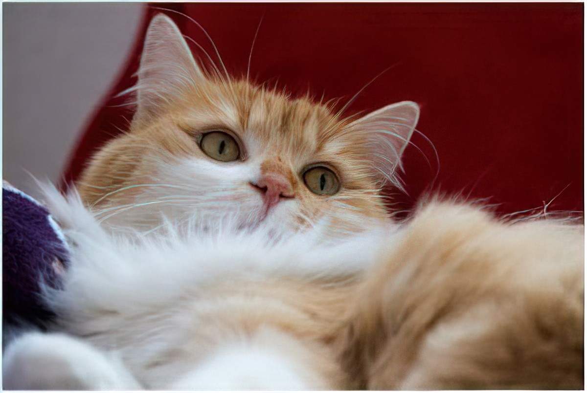 An orance and white cat lying on its back