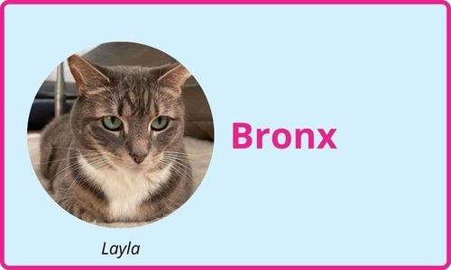 Bronx cat sitting services