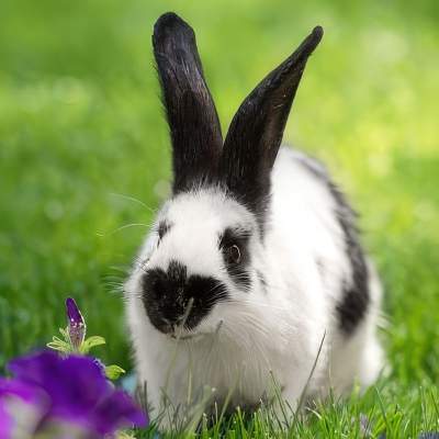 Exotic Pet Care - Photo of Rabbit
