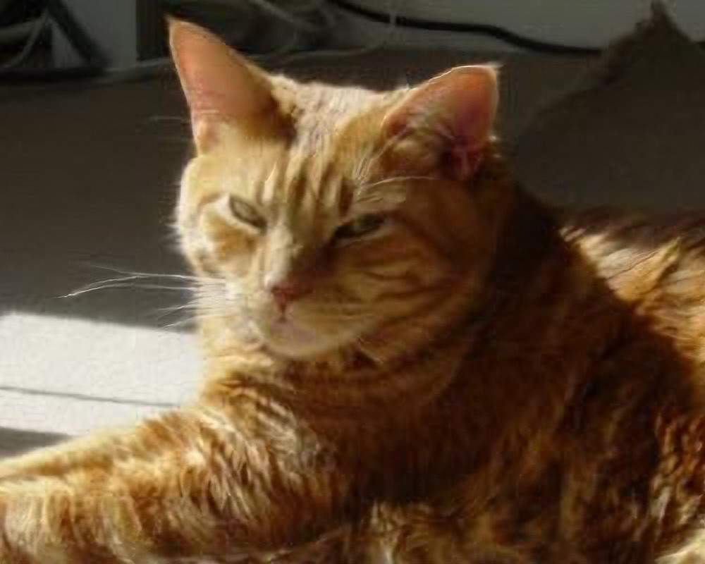 an orange cat lying on the floor