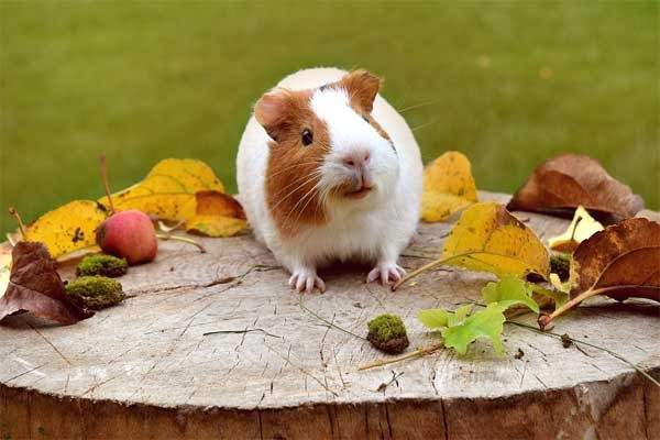 guinea-pig