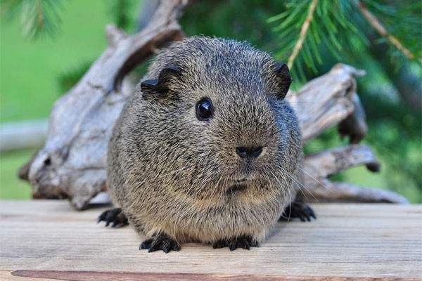 a guinea pig