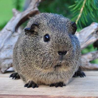 How Often Should I Bathe My Guinea Pig?