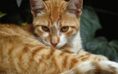 orange tabby cat